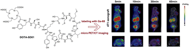 Graphical abstract: 68Ga labeled EphA2-targeted cyclic peptide: a novel positron imaging tracer for triple-negative breast cancer?