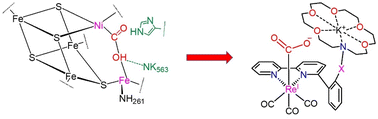 Graphical abstract: Bio-inspired bimetallic models for electrochemical CO2 reduction