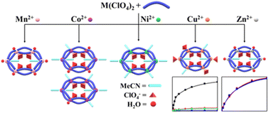 Graphical abstract: Coordinating nature of M6L12 double-stranded macrocycles: co-ligand competition of perchlorate, water, and acetonitrile depending on metal(ii) ions