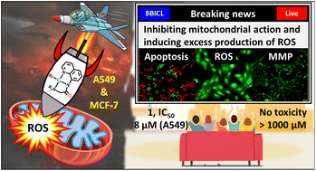 Graphical abstract: Unravelling the mechanism of apoptosis induced by copper(ii) complexes of NN2-pincer ligands in lung cancer cells