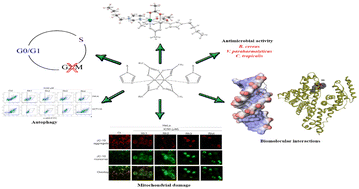 Graphical abstract: Search for new biologically active compounds: in vitro studies of antitumor and antimicrobial activity of dirhodium(ii,ii) paddlewheel complexes