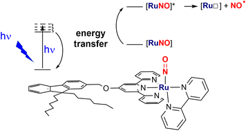 Graphical abstract: Ruthenium nitrosyl complexes with NO release capability: the use of fluorene as an antenna