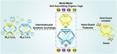 Graphical abstract: Self-assembly and dynamic exchange of cuboctahedral metal–organic cages