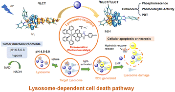 Graphical abstract: Lysosome-targeted cyclometalated Ir(iii) complexes as photosensitizers/photoredox catalysts for cancer therapy