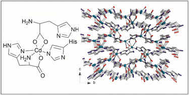 Graphical abstract: Carbonic anhydrase-mimicking metal–organic frameworks built from amino acid and cadmium ions