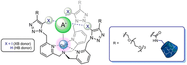 Graphical abstract: Phosphate selective binding and sensing by halogen bonding tripodal copper(ii) metallo-receptors in aqueous media