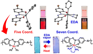 Graphical abstract: Preparation of seven-coordinated hypervalent tin(iv)-fused azobenzene and applications for stimuli-responsive π-conjugated polymer films