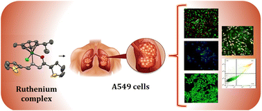 Graphical abstract: Analysis of antiproliferative activity of new half-sandwich arene Ru(ii) thiophene based aroylhydrazone complexes