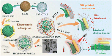 Graphical abstract: Self-assembled hollow CuS@AuNRs/PDA nanohybrids with synergistically enhanced photothermal efficiency