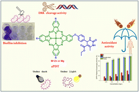 Graphical abstract: Synthesis, photo-physicochemical and biological properties of novel tetrahydropyrimidone-substituted metallo-phthalocyanines