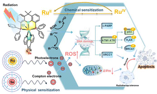 Graphical abstract: Selenium-containing metallodrug overcomes cervical cancer radioresistance through physical–chemical dual sensitization