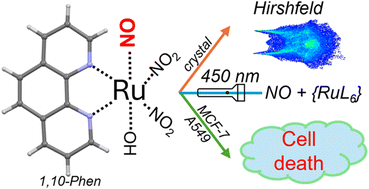 Graphical abstract: Photoinduced cytotoxic activity of a rare ruthenium nitrosyl phenanthroline complex showing NO generation in human cells