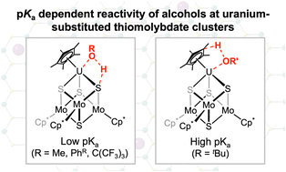 Graphical abstract: pKa of alcohols dictates their reactivity with reduced uranium-substituted thiomolybdate clusters