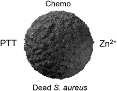 Graphical abstract: Development and antibacterial evaluation of a dopamine-modified curcumin@zinc-based organic framework
