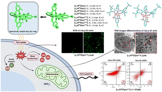 Graphical abstract: Synthesis and X-ray structure analysis of cytotoxic 2-picolylamino-type HfIV-bis-chelated complexes