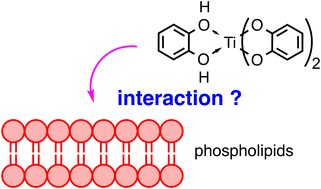 Graphical abstract: Spectroscopic evidence of the interaction of titanium(iv) coordination complexes with a phosphate head group in phospholipids