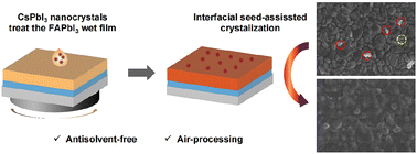 Graphical abstract: Interfacial seed-assisted FAPbI3 crystallization and phase stabilization enhance the performance of all-air-processed perovskite solar cells