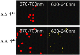 Graphical abstract: An optical ratiometric approach using enantiopure luminescent metal complexes indicates changes in the average quadruplex DNA content as primary cells undergo multiple divisions