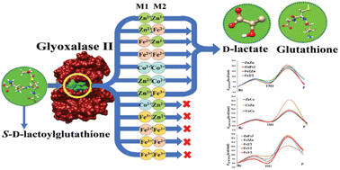 Graphical abstract: Metal preference of glyoxalase II, a quantum mechanics/molecular mechanics study