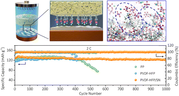 Graphical abstract: A Li+-flux-homogenizing separator for long-term cycling of Li metal anodes