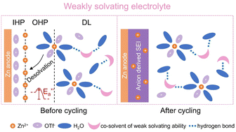 Graphical abstract: Weakly solvating aqueous-based electrolyte facilitated by a soft co-solvent for extreme temperature operations of zinc-ion batteries