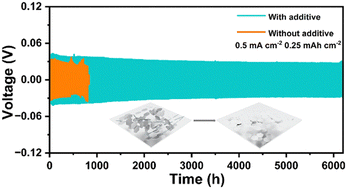 Graphical abstract: A preferentially adsorbed layer on the Zn surface manipulating ion distribution for stable Zn metal anodes