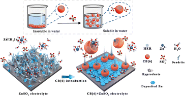 Graphical abstract: Anion-promoted CB[6] macromolecule dissolution for stable Zn-ion batteries