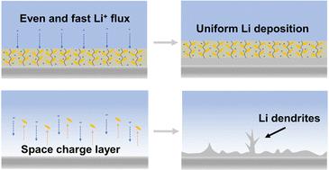 Graphical abstract: Optimizing interface concentration and electric fields for enhanced lithium deposition behavior in lithium metal anodes