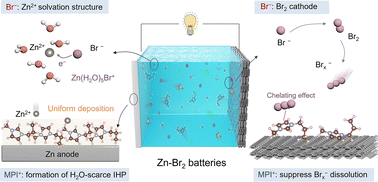 Graphical abstract: Fully exploited imidazolium bromide for simultaneous resolution of cathode and anode challenges in zinc–bromine batteries