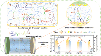 Graphical abstract: Leveraging polymer architecture design with acylamino functionalization for electrolytes to enable highly durable lithium metal batteries