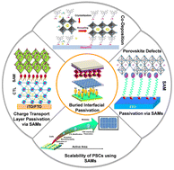 Graphical abstract: Dual functionality of charge extraction and interface passivation by self-assembled monolayers in perovskite solar cells
