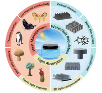 Graphical abstract: Bionic design: insights from nature for solar interfacial evaporators