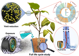 Graphical abstract: Co-exposure to tire wear particles and nickel inhibits mung bean yield by reducing nutrient uptake