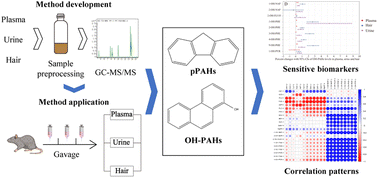 Graphical abstract: Exposure biomarker profiles of polycyclic aromatic hydrocarbons based on a rat model using a versatile analytical framework