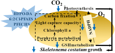 Graphical abstract: Porphyrin metabolism and carbon fixation response of Skeletonema costatum at different growth phases to mixed emerging PFASs at environmental concentrations