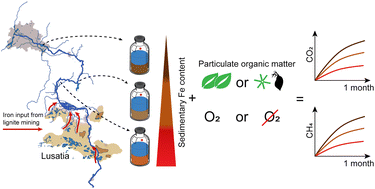 Graphical abstract: Reduced greenhouse gas emissions from particulate organic matter degradation in iron-enriched sediments