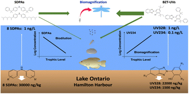 Graphical abstract: Distribution and trophodynamics of substituted diphenylamine antioxidants and benzotriazole UV stabilizers in a freshwater ecosystem and the adjacent riparian environment