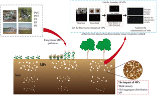 Graphical abstract: Distribution characteristics of soil microplastics and their impact on soil physicochemical properties in agricultural areas of the North China plain