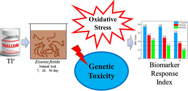 Graphical abstract: Assessment of toxic effects of thallium on the earthworm Eisenia fetida using the biomarker response index