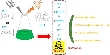 Graphical abstract: Alleviating effects of microplastics together with tetracycline hydrochloride on the physiological stress of Closterium sp.