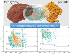 Graphical abstract: Molecular-scale investigation on the photochemical transformation of dissolved organic matter after immobilization by iron minerals with FT-ICR MS