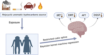 Graphical abstract: Association between polycyclic aromatic hydrocarbon exposure and cognitive performance in older adults: a cross-sectional study from NHANES 2011–2014