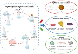 Graphical abstract: Mycogenic silver nanoparticles from Penicillium citrinum IB-CLP11 – their antimicrobial activity and potential toxicity effects on freshwater organisms