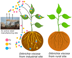 Graphical abstract: Assessing the internalization pathways of Cr–Fe–Ni nanoparticles in native Dittrichia viscosa naturally exposed to industrial atmospheric fallout