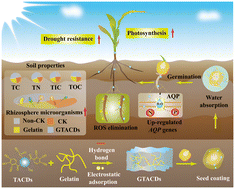 Graphical abstract: Carbon dot-embedded hydrogels promote maize germination and growth under drought stress