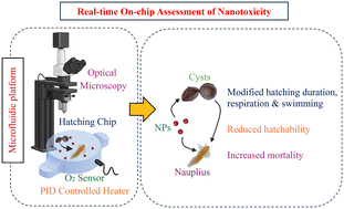 Graphical abstract: Real-time assessment of the impacts of polystyrene and silver nanoparticles on the hatching process and early-stage development of Artemia using a microfluidic platform