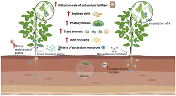 Graphical abstract: Potassium-based nanomaterials significantly enhance nutrient utilization efficiency and promote high crop yields