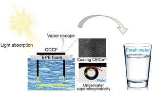 Graphical abstract: Scalable and eco-friendly fabrication of anti-oil-fouling solar interfacial evaporator for efficient water purification