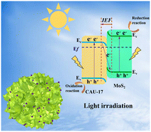 Graphical abstract: Sea urchin-like plasma Ag/CAU-17@MoS2 core–shell S-scheme heterojunctions with broad spectrum response and enhanced photothermal–photocatalysis