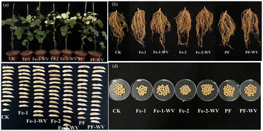 Graphical abstract: Synergistic effect of nano-iron phosphide and wood vinegar on soybean production and grain quality